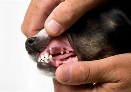Image result for Papilloma Warts On Dogs Mouth