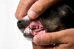 Image result for Papillomavirus Dogs