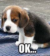 Image result for Sad Puppy Dog Face Meme