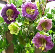 Image result for cobaea_scandens