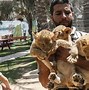 Image result for Zoo Animal Abuse