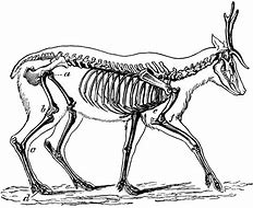 Image result for Deer Tail Bone