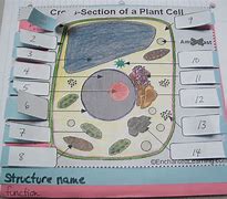 Image result for Animal Cell Foldable