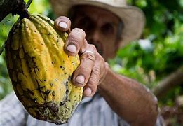 Image result for Cocoa Harvesting