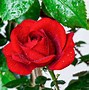 Image result for Rosa Amadeus