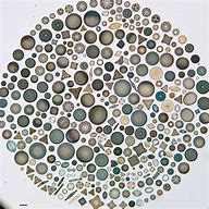Image result for Prepared Microscope Slides