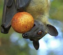 Image result for Bat Eating Peaches