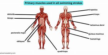 Image result for Muscles Swimming Works