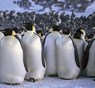 Image result for Emperor Penguin Breeds during Winter Antarctica