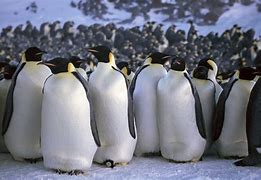 Image result for What Animals Live in Antarctica Emperor Penguin