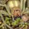 Image result for Redback Spider Venom