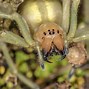 Image result for The Worst Spider in the World