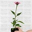 Image result for Echinacea purpurea Little Magnus (r)