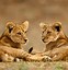 Image result for Cute Lion Cubs