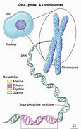 Image result for DNA versus Chromosome