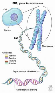 Image result for What Is the Difference Between Genes and Chromosomes