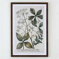 Image result for Framed Botanical Art Prints