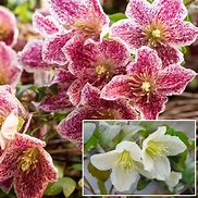 Image result for Exotic Clematis