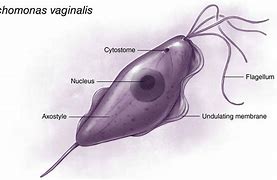 Image result for Trichomonas Vaginalis Diagram