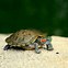 Image result for Baby Turtle Animal
