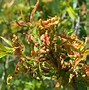 Image result for Peach Leaf Curl From Rainfall