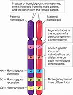 Image result for Chromosome Gene Locus
