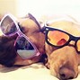 Image result for Old Dog with Glasses On