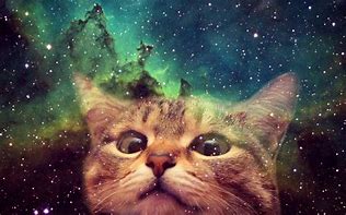 Image result for Bingus Cat in Space