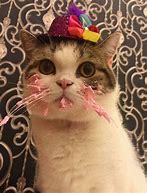 Image result for Funny Cat Eating