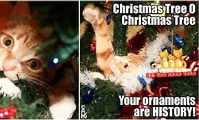 Image result for cats holiday memes