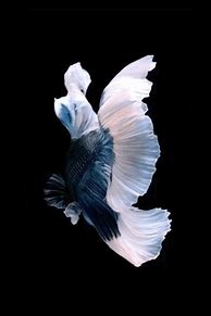 Image result for Fish Phone Wallpaper