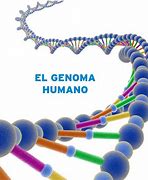 Image result for Genoma Humano Bien Dibujado