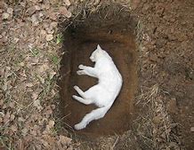 Image result for Dead White Cat