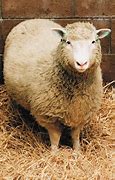 Image result for Dolly the Sheep