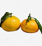 Image result for Very Tiny Oranges
