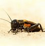 Image result for Cricket Bug Eat