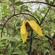 Image result for Clematis Bill MacKenzie