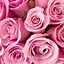 Image result for iPhone Wallpaper Light Pink Rose