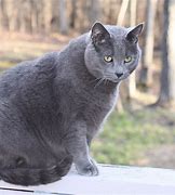Image result for Russian Blue Cat Wallpaper