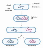 Image result for Binary Fission Diagram