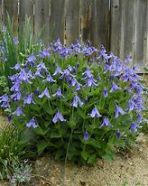 Image result for Clematis integrifolia