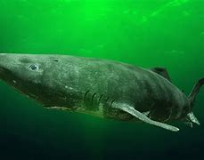 Image result for Greenland Shark Meat Poisonous