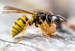Image result for "yellow-jacket"
