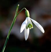 Image result for Galanthus nivalis