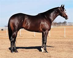 Image result for Bay Horse Front View