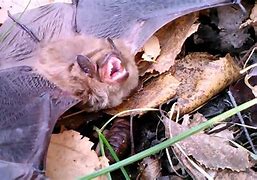 Image result for Bats Screeching