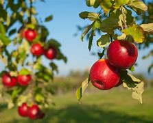 Image result for Malus domestica President Roulin