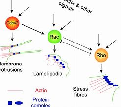 Image result for actin�trafo
