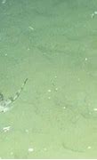 Image result for Ocean Quahog Alive Walking