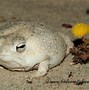 Image result for Rain Frog Meme